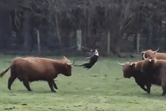 Ảnh cắt từ clip.