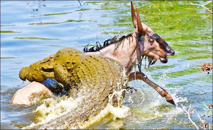Cá sấu tấn công linh dương đầu bò.
