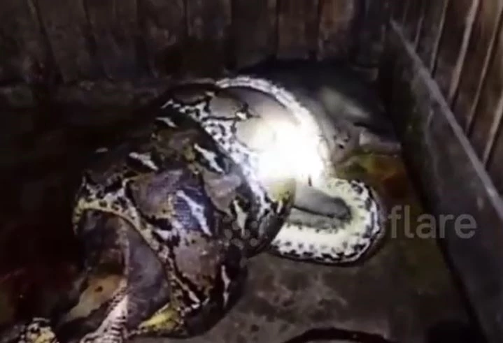 Ảnh cắt từ clip.