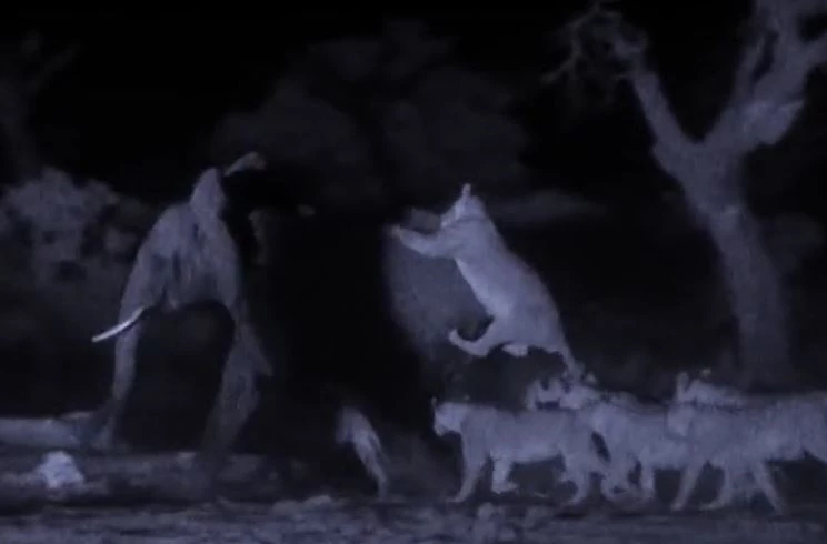 Ảnh cắt từ clip.