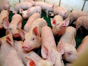 Giá heo hơi ngày 24/11/2025: Liệu có tiếp tục lập đỉnh mới?