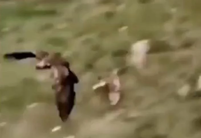 Ảnh cắt từ clip.