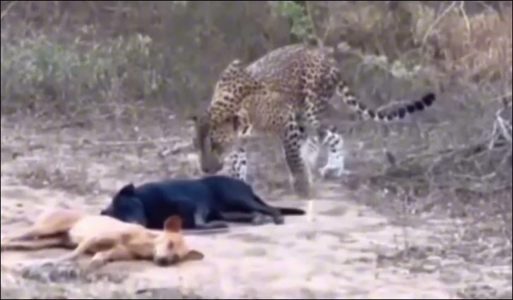 Báo hoa mai lén lút đoạt mạng chó nhà.