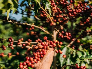 Giá nông sản ngày 24/11/2025: Cà phê và hồ tiêu cùng đi ngang