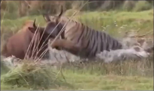 Hổ săn bò tót.