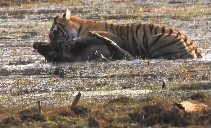 Hổ đoạt mạng lợn rừng.