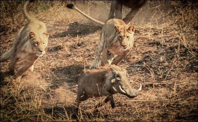 Sư tử truy sát lợn bướu.