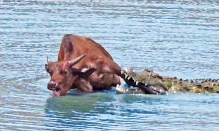 Trâu rừng cố gắng vùng vẫy khi bị cá sấu tấn công.