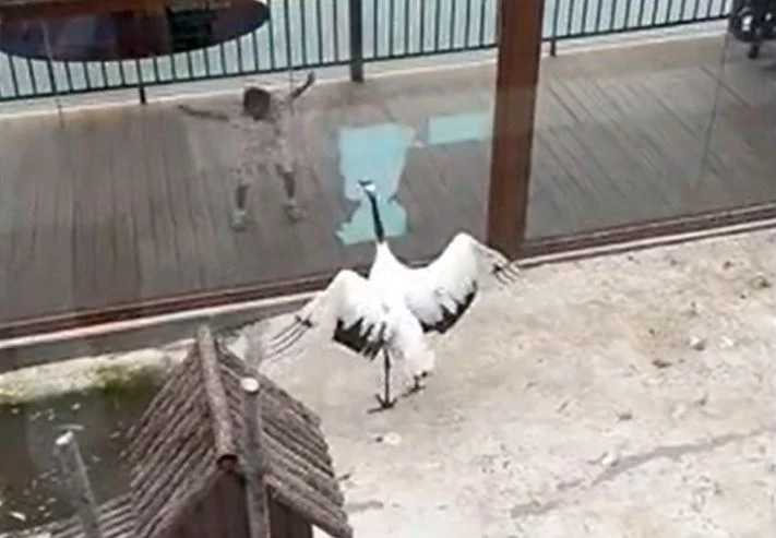 Ảnh cắt từ clip.