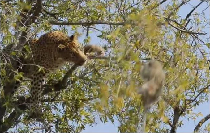 Báo hoa mai cố gắng bắt khỉ con.