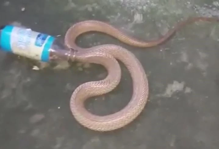 Ảnh cắt từ clip.