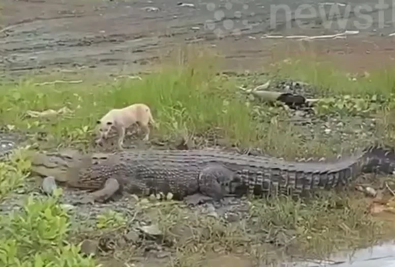 Ảnh cắt từ clip.