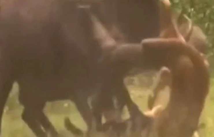 Ảnh cắt từ clip.