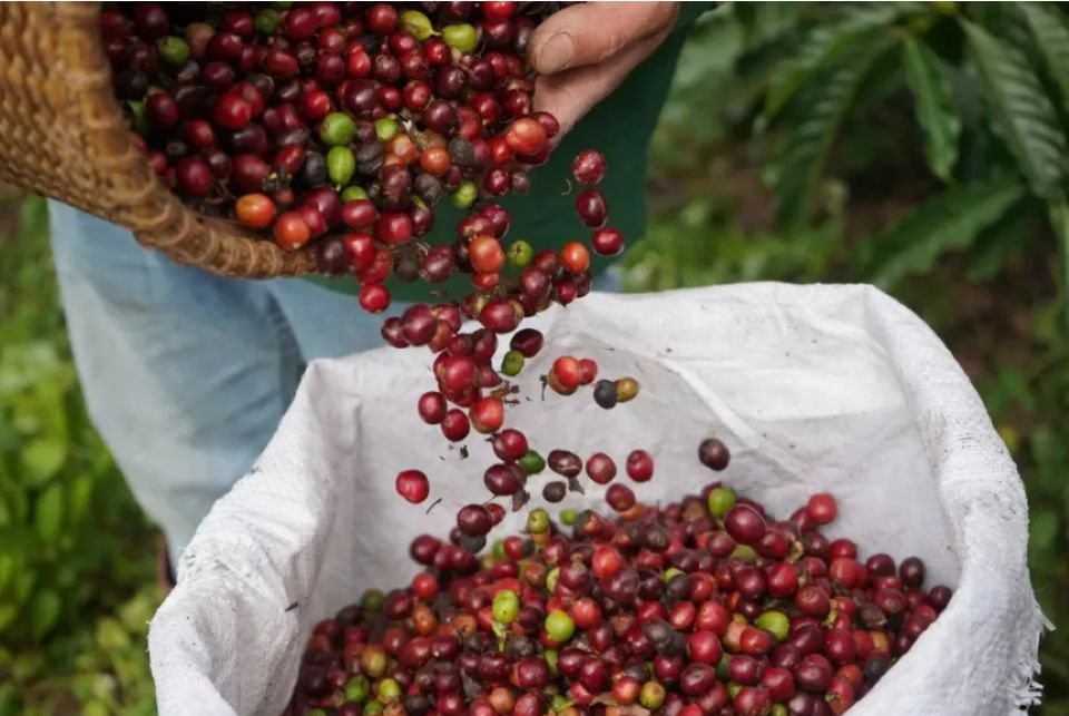 Gi&#xE1; n&#xF4;ng s&#x1EA3;n ng&#xE0;y 27/11/2025: C&#xE0; ph&#xEA; v&#xE0; h&#x1ED3; ti&#xEA;u c&#xF9;ng t&#x103;ng m&#x1EA1;nh