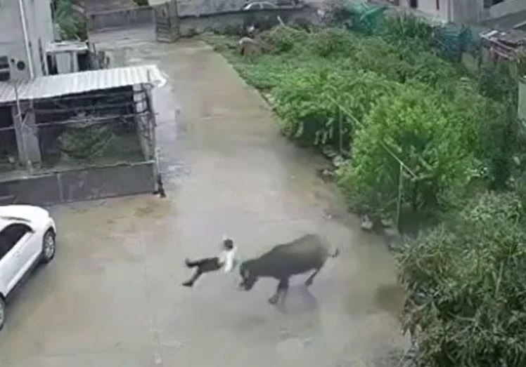 Ảnh cắt từ clip.