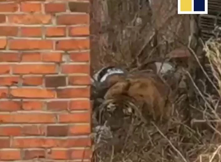 Ảnh cắt từ clip.