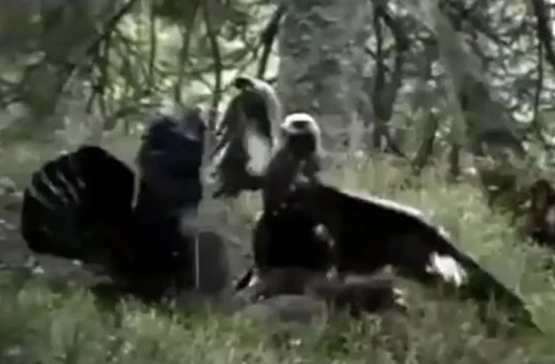 Ảnh cắt từ clip.