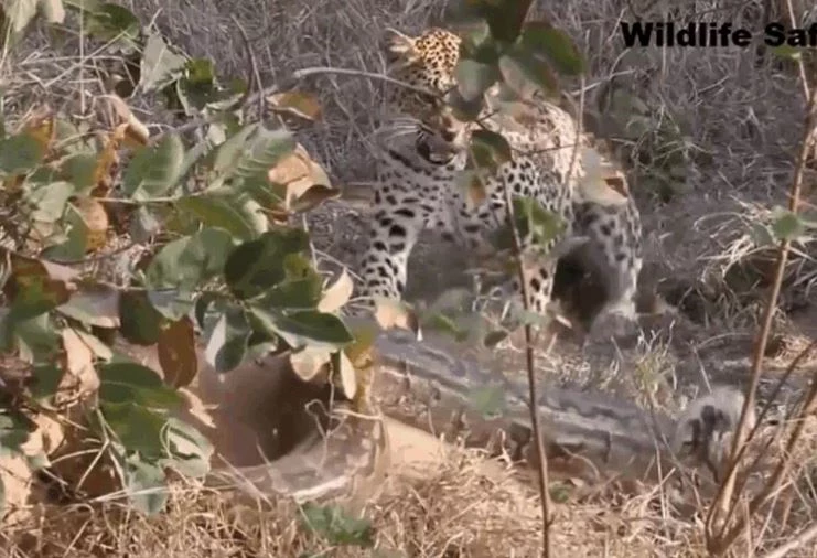 Ảnh cắt từ clip.