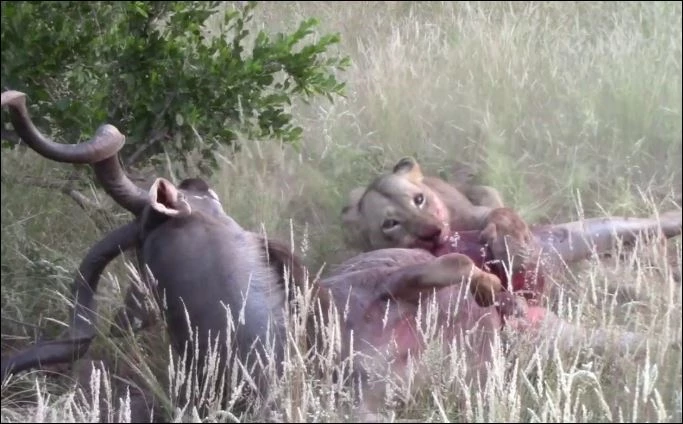 Sư tử tóm gọn linh dương kudu.