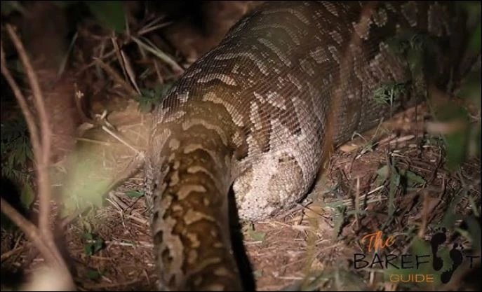 Con mồi quá lớn khiến bụng trăn phình to.