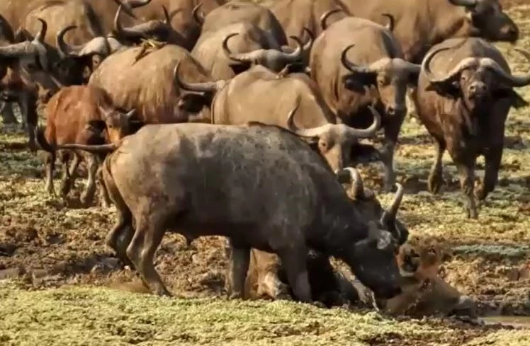 Ảnh cắt từ clip.