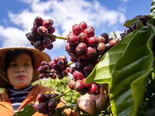 Giá nông sản ngày 29/11/2025: Cà phê và hồ tiêu đồng loạt tăng