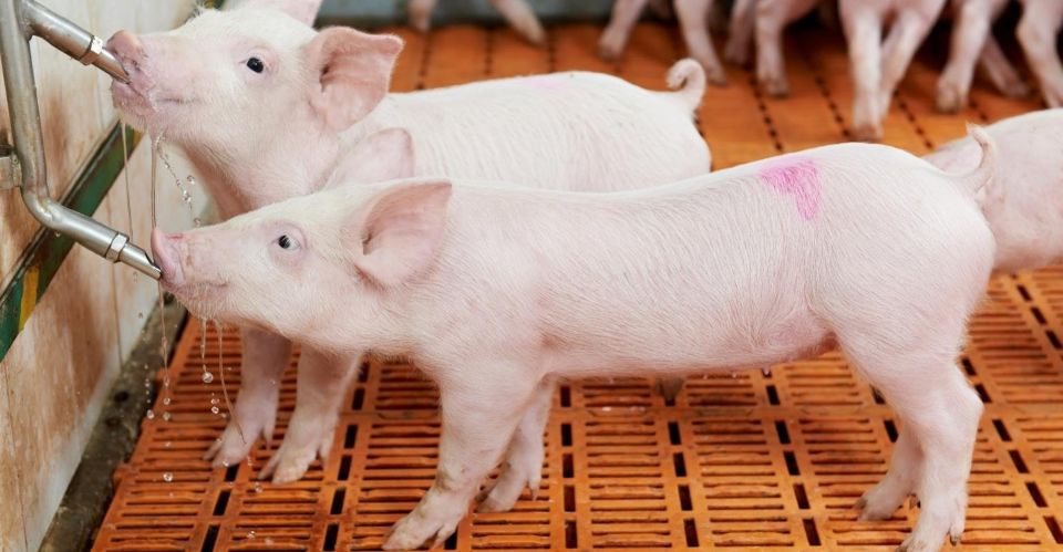 Gi&#xE1; heo h&#x1A1;i ng&#xE0;y 29/11/2025: C&#x1EA3; ba mi&#x1EC1;n &#x111;&#x1ED3;ng lo&#x1EA1;t t&#x103;ng m&#x1EA1;nh