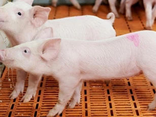 Giá heo hơi ngày 29/11/2025: Cả ba miền đồng loạt tăng mạnh