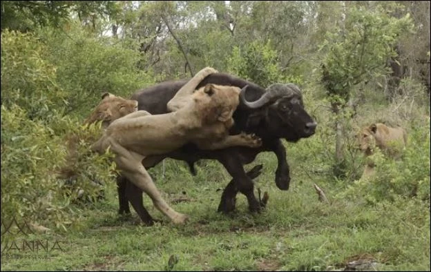 Sư tử hạ sát trâu rừng.