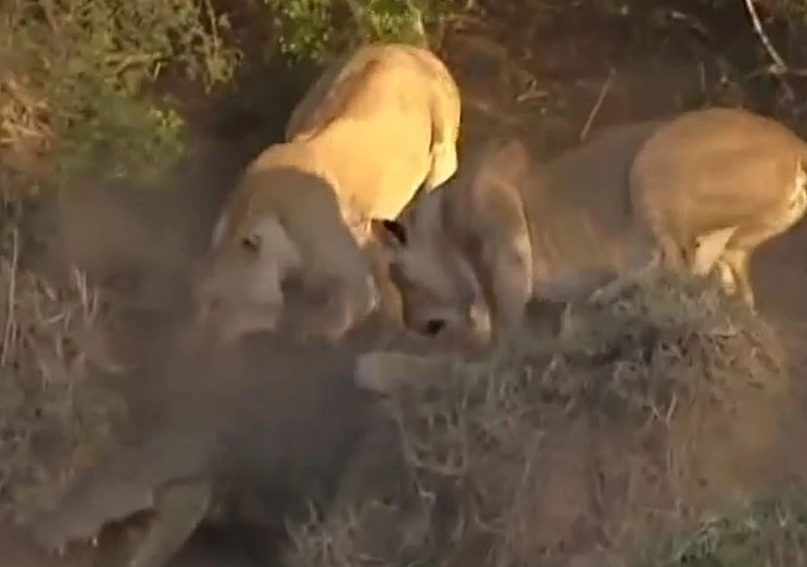 Ảnh cắt từ clip.