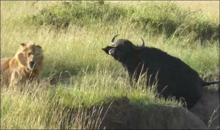 Sư tử săn trâu rừng.