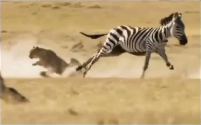 Báo săn ngã nhào khi bị ngựa vằn đá.