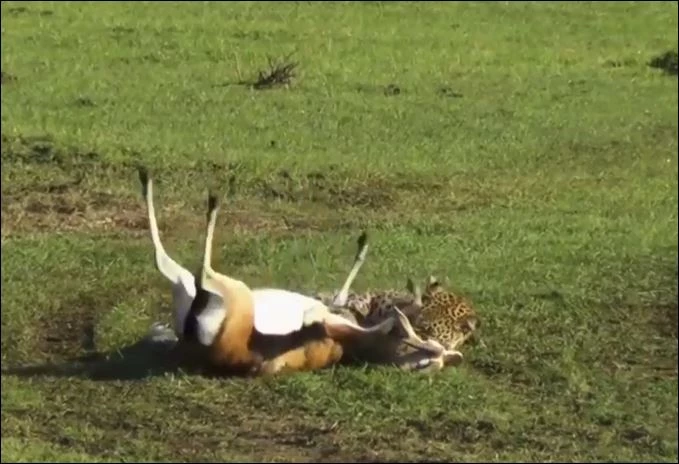 Báo hoa mai hạ sát linh dương.