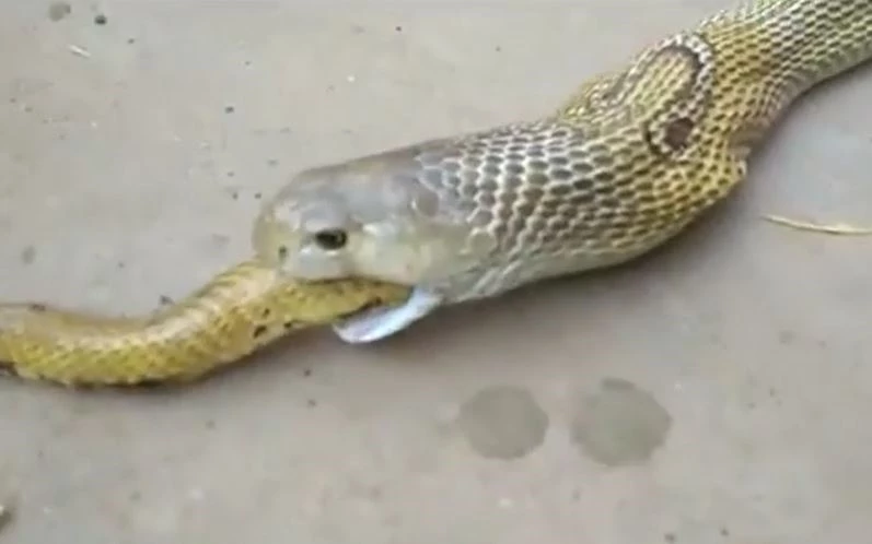 Ảnh cắt từ clip.