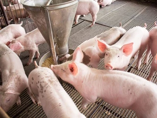 Giá heo hơi ngày 1/12/2025: Đà tăng chưa dừng lại