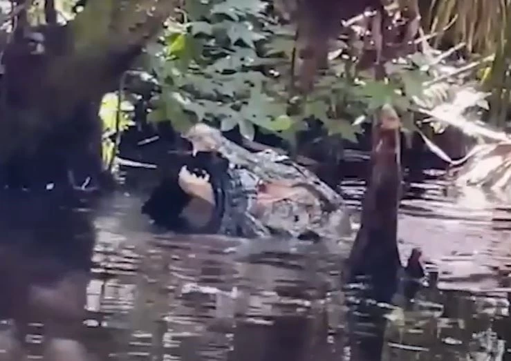 Ảnh cắt từ clip.