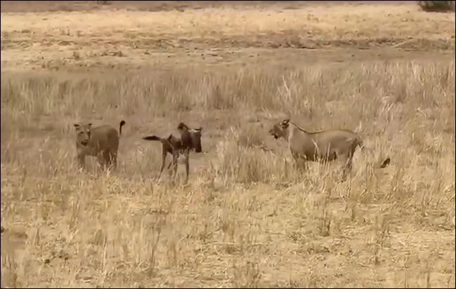 Sư tử săn linh dương đầu bò.