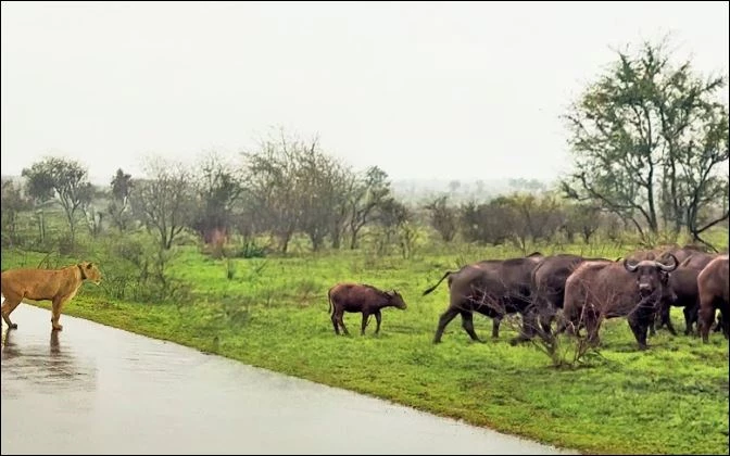 Sư tử cái truy sát trâu rừng con.