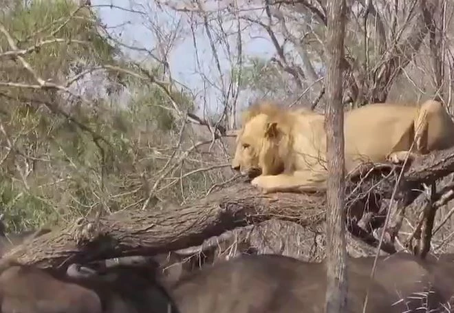 Ảnh cắt từ clip.