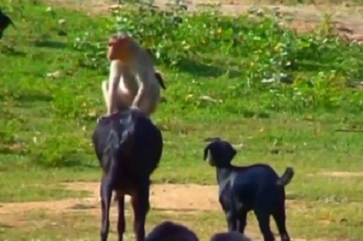 Ảnh cắt từ clip.