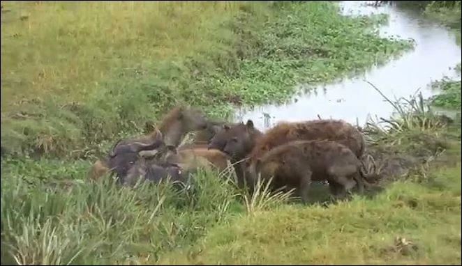 Bầy linh cẩu hạ sát linh dương đầu bò.