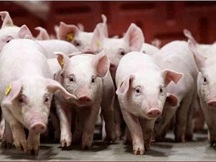 Giá heo hơi ngày 3/12/2025: Tiếp tục tăng mạnh trên cả nước