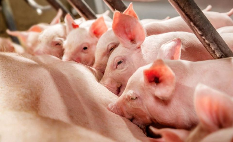 Gi&#xE1; heo h&#x1A1;i ng&#xE0;y 4/12/2025: Mi&#x1EC1;n B&#x1EAF;c t&#x103;ng m&#x1EA1;nh, c&#xE1;n m&#x1ED1;c 60.000 &#x111;&#x1ED3;ng/kg