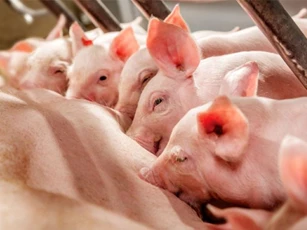 Giá heo hơi ngày 4/12/2025: Miền Bắc tăng mạnh, cán mốc 60.000 đồng/kg