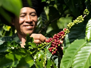 Giá nông sản ngày 4/12/2025: Cà phê và hồ tiêu đồng loạt lao dốc