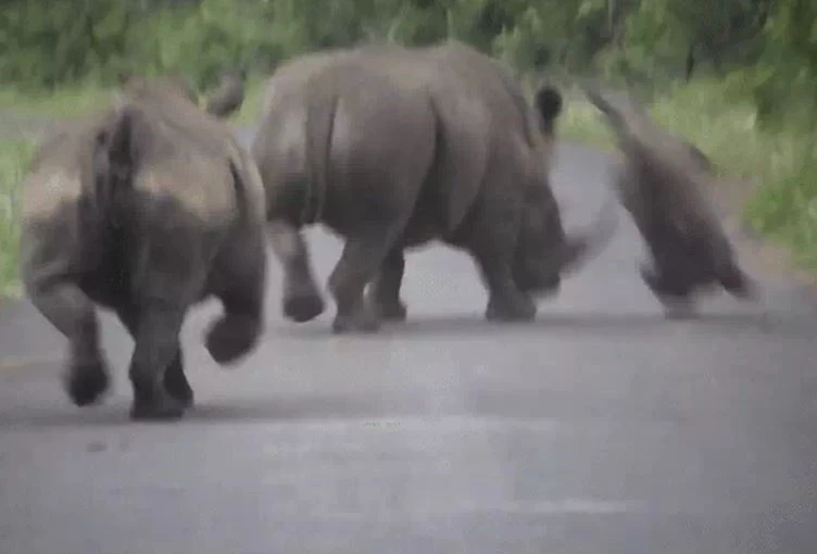 Ảnh cắt từ clip.