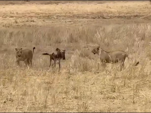 Linh dương đầu bò bị hai sư tử dồn vào tử lộ