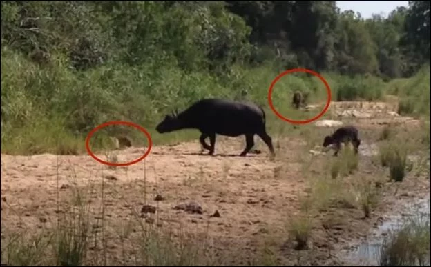 Trâu rừng mẹ tấn công báo và sư tử để bảo vệ con.