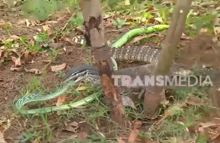 Ảnh cắt từ clip.