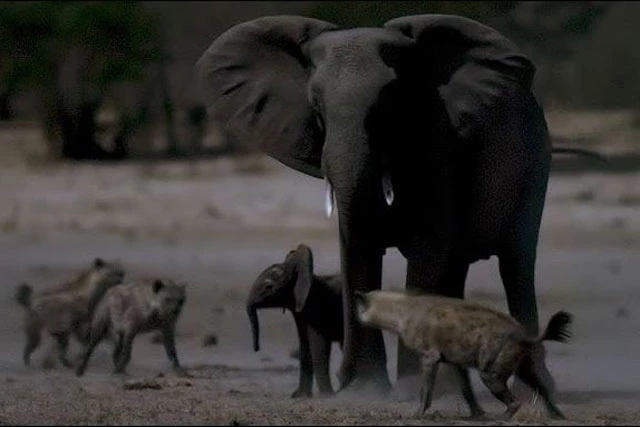 Bầy linh cẩu bao vây voi rừng.